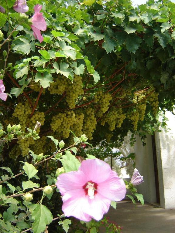B&B Villa Lucia Mesagne Bagian luar foto
